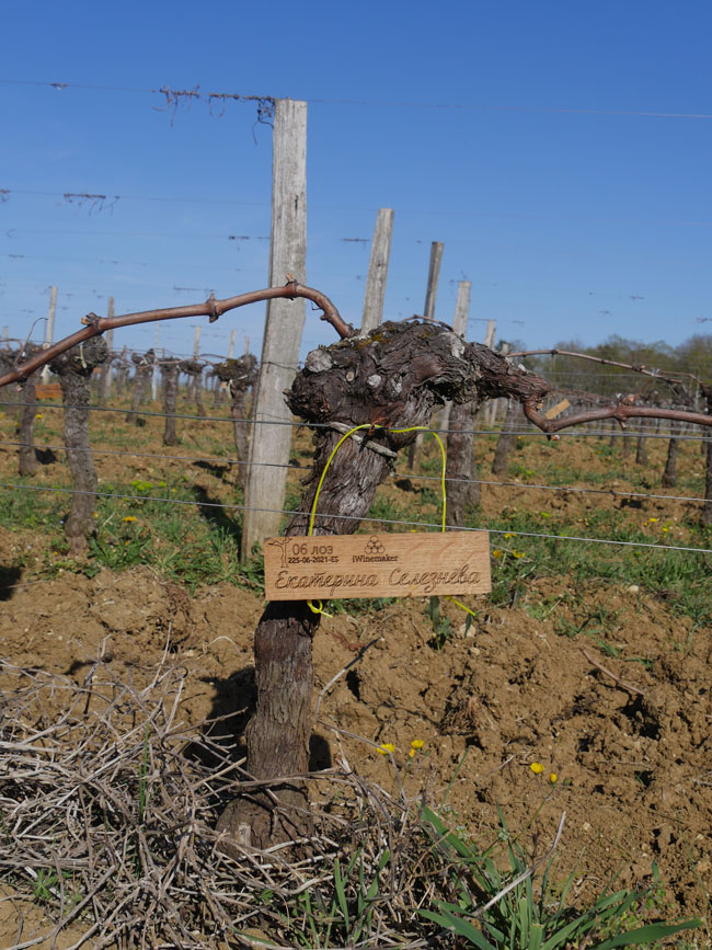 Виноградник на урожай